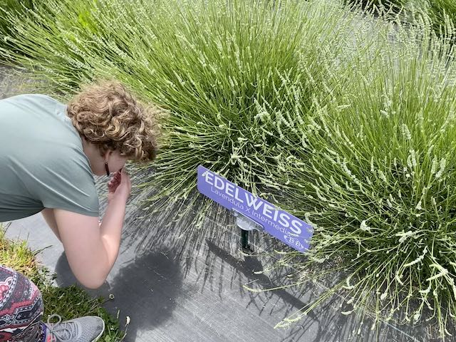 A girl smelling Edelweiss lavender flowers at a lavender farm.