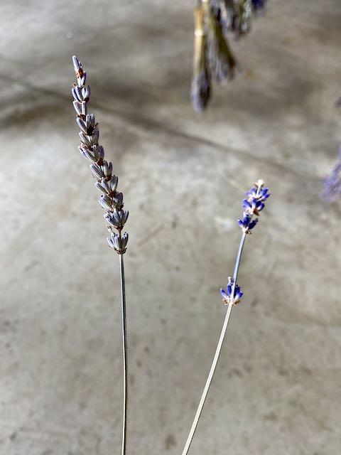French and English lavender stems