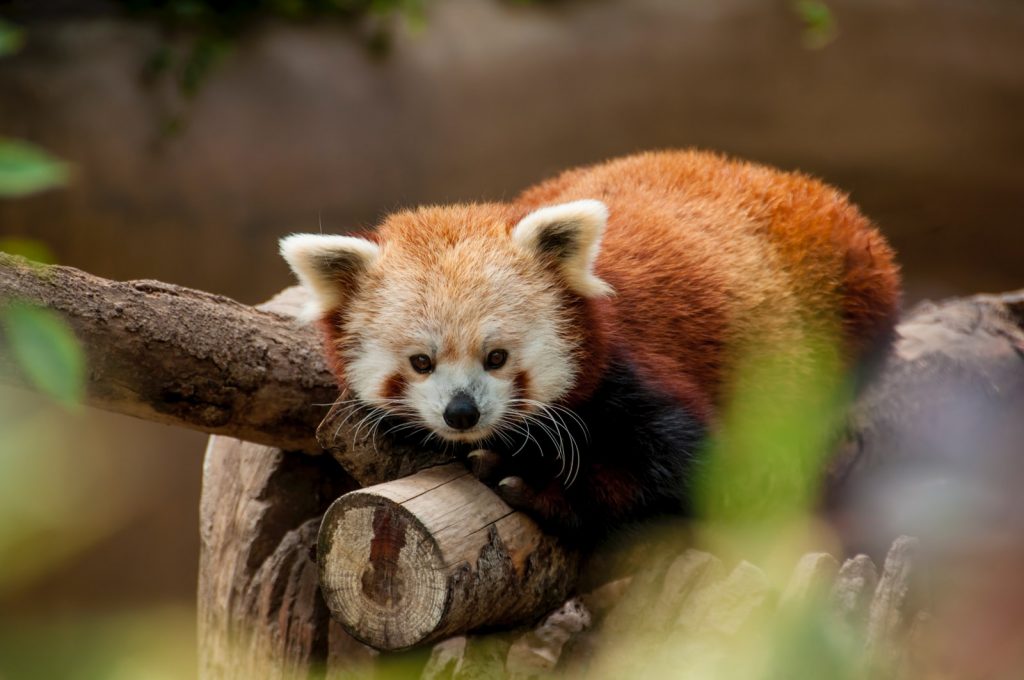 Oregon Zoo virtual field trip picture of a red panda on a log