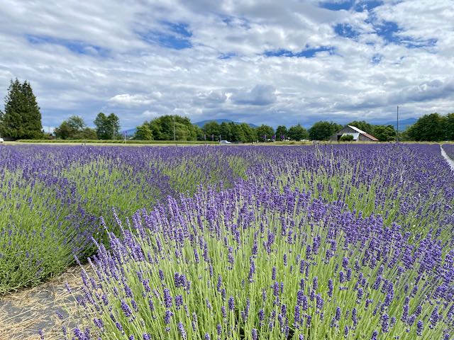 Fields of purple lavender plants under a blue sky with fluffy clouds