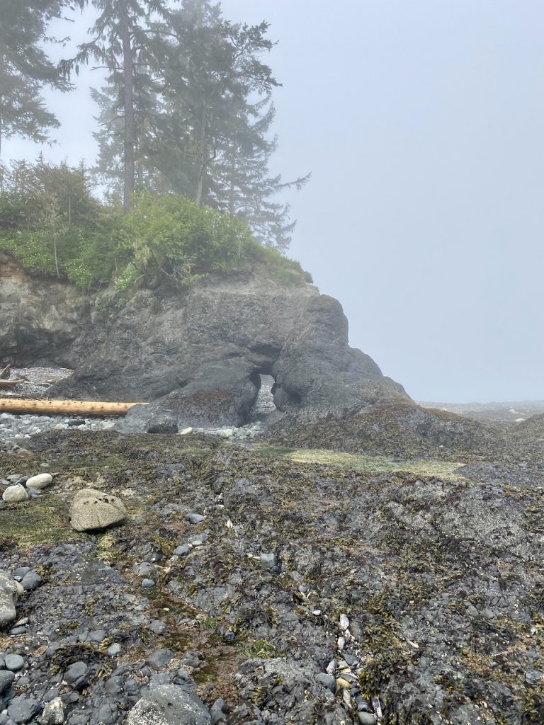 Rocks and seaweed in the fog along the Washington coast at low tide.