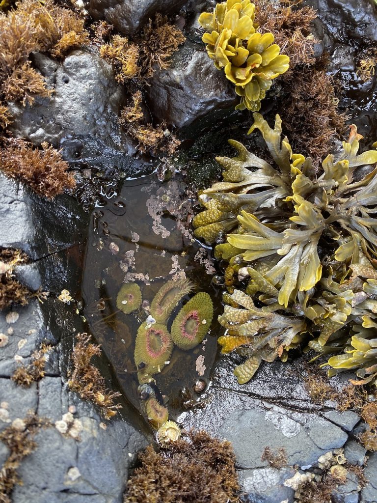 A tiny pacific northwest tidepool that has 7 green sea anemonies, snails, and a variety of kelp.