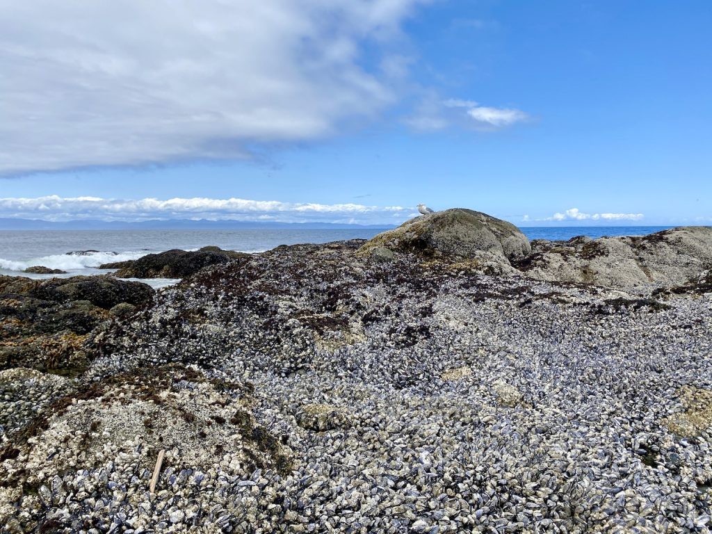 Blue sky, crashing waves, rocks covered in mussels on the Washington coast.